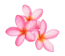 Obraz na płótnie Canvas Frangipani flower isolated on white background