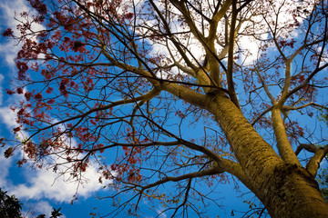 As raizaes do Céu