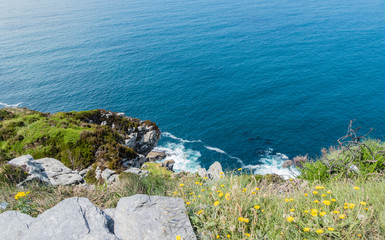 Blumen Steilküste Irland Flowers Cliff Coast Ireland