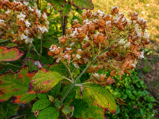 Pflanzen und Blumen im Garten