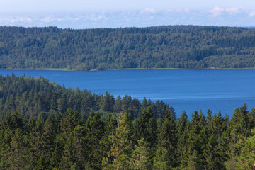 The green forest of fir, spruce an pine trees near the shore of the Ladoga in Russia lake in the...