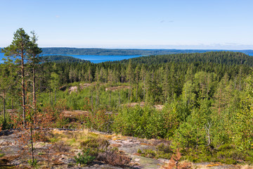 Fototapeta premium The green forest of fir, spruce an pine trees near the shore of the Ladoga in Russia lake in the sunny summer day