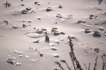 New Jersey Seashore