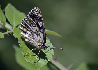 Marbled White - Melanargia galathea, Greece