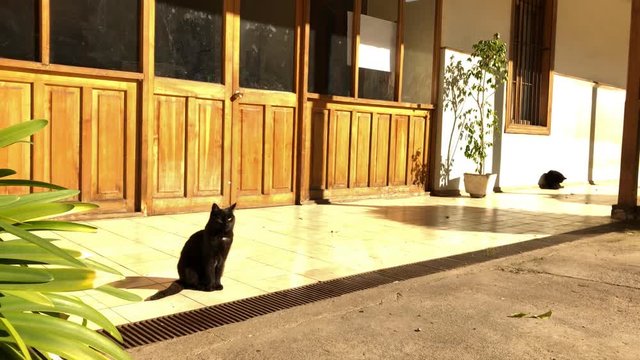 Black cats in the garden of old Asylum of the Little Sisters of the Poor located in Santiago de Chile. Convent of Nuns built in 1898.