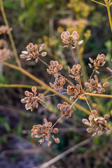 Pflanzen am Rand auf trockener Wiese