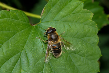 Schwebfliege, Hummel-Keilfleckschwebfliege, Eristalis intricarius 