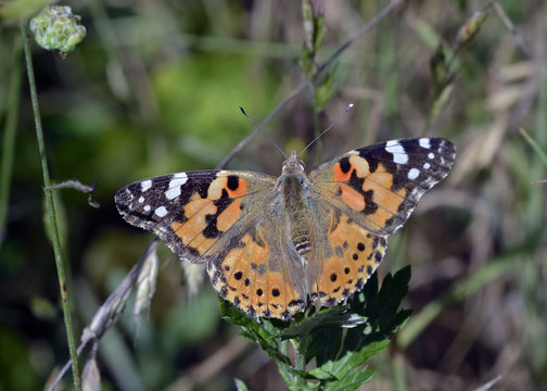 Painted Lady (Vanessa cardui), Greece 