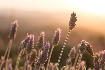Brilho das Lavandas