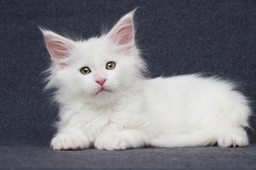 cute white kitten on a gray background