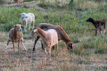 Schafe auf der Weide