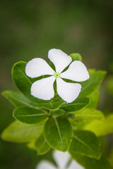White Flower