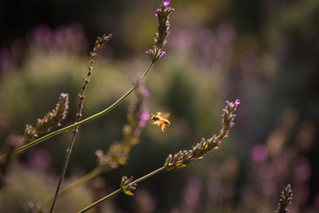 Abelhas e lavandaas de Cunha