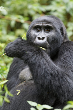 Gorilla di montagna (gorilla beringei beringei) nel parco nazionale di Bwindi in Uganda