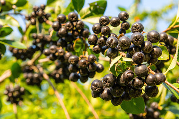 Chokeberry (Aronia melanocarpa) on tree in the orchard
