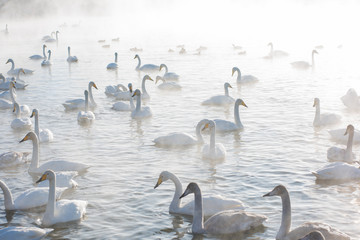 Beautiful white whooping swans swimming in the nonfreezing winter lake. The place of wintering of swans, Altay, Siberia, Russia.