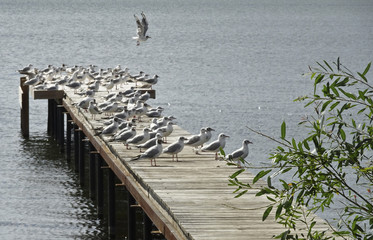 Fototapeta na wymiar Rookery on the boat pier. A flock of large seagulls