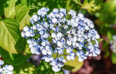 Beautiful blue hydrangea in the garden.