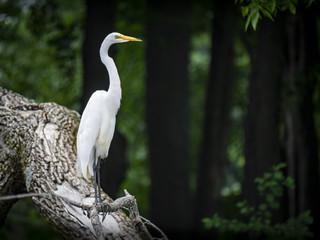 White egret on wood