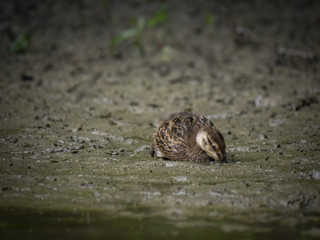 Cute little duck in mud