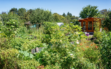 Fototapeta na wymiar Garden shed ssurrounded by a kitchen garden