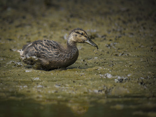 Cute little duck in mud