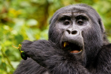 Gorilla di montagna (gorilla beringei beringei) nel parco nazionale di Bwindi in Uganda