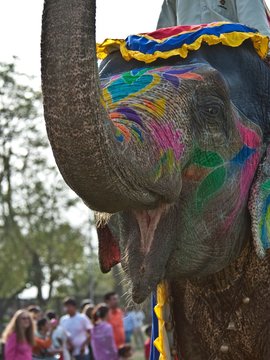 Elefantenparade in Jaipur