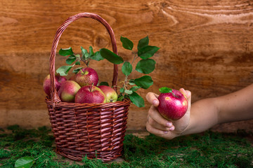basket with apples on grass autumn time green red woman hand