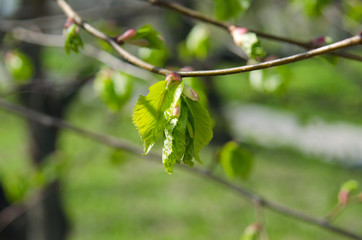 New leaves sprouting on a tree branch. Nature abstract green blurred background.