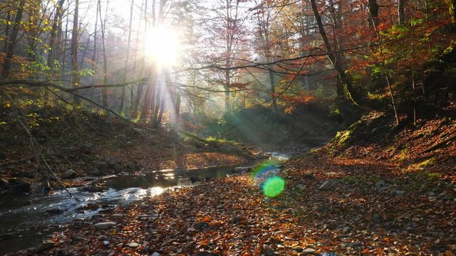 The river in autumn forest and the sun shining through the foliage.