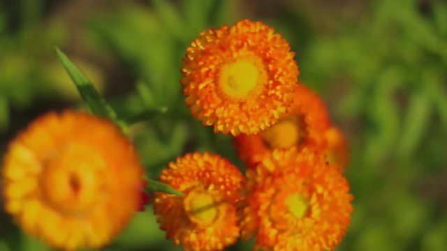Orange Hawkweed Pilosella Aurantiaca Close Up in Sweden