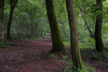 Naklejka premium Path in the forest