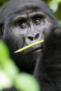 Gorilla di montagna (gorilla beringei beringei) nel parco nazionale di Bwindi in Uganda