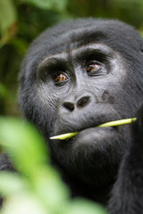 Gorilla di montagna (gorilla beringei beringei) nel parco nazionale di Bwindi in Uganda
