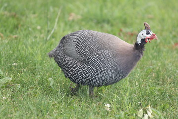 Helmeted Guinea fowl in an open area of farm land
Helmeted Guinea fowl in an open area of farm yard

