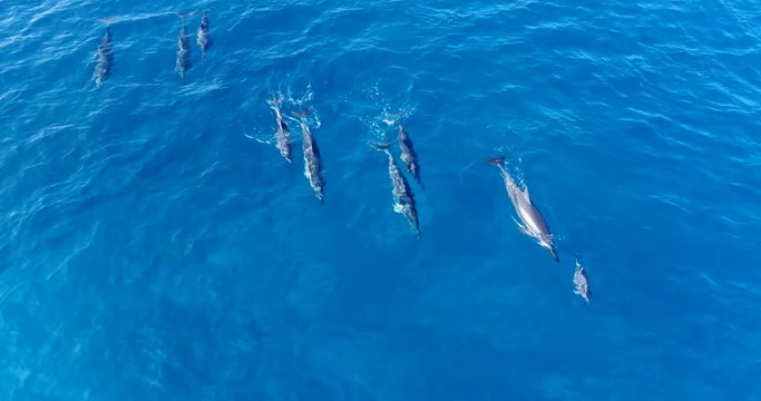 Slow motion aerial shot of a spinner dolphin pup jumping, playing and swimming close to its mother in Kailua Kona, Hawaii.