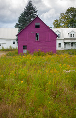 Magenta-painted barn with broken windowpanes in front of Victorian-style farmhouse with a foreground of wildflowers. © Deborah
