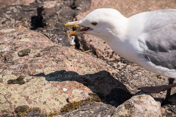 White seagull with yellow beak and open mouth on rockds looking at shadow