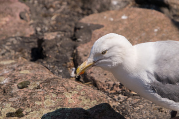 White seagull with yellow beak and gray wings on stone wall looking at his shadow while standing on rocks