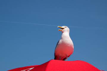 Profile portrait of white seagull with open yellow beak on a deep red umbrella