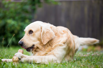 Cute golden retriever playing / eating with bone consists of some pork skin on the huge garden, looking happy