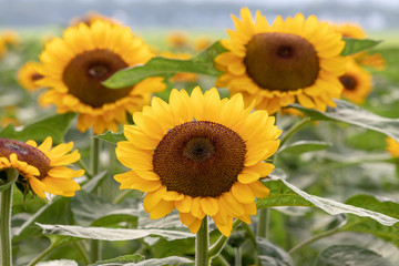 Fototapeta premium Sunflower at Sakura Furusato Square in Sakura city, Chiba, Japan
