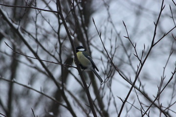 brird in snow