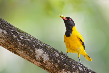 Indian Golden Oriole - Oriolus oriolus kundoo, beautiful yellow and black bird from Asian forests...
