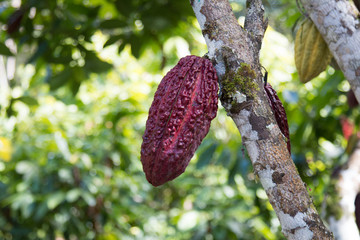 hybrid cocoa fruit