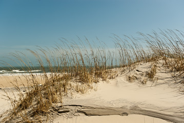 Sea Oats Winter 1