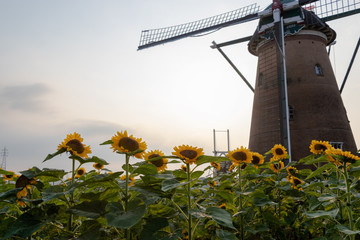 Windmill and Sunflower at Sakura Furusato Square in Sakura city, Chiba, Japan