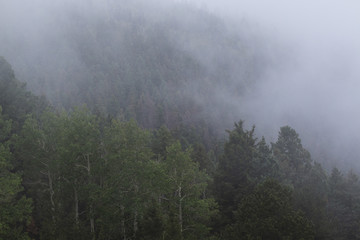 Foggy Wilderness