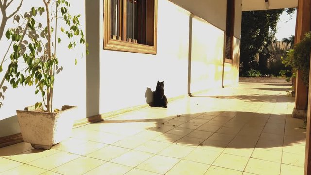 Black cat in the garden of Asylum of the Little Sisters of the Poor located in Santiago de Chile